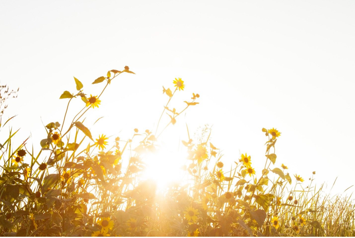 Sunlight shining through a field of flowers at sunset represents the WELL light concept
