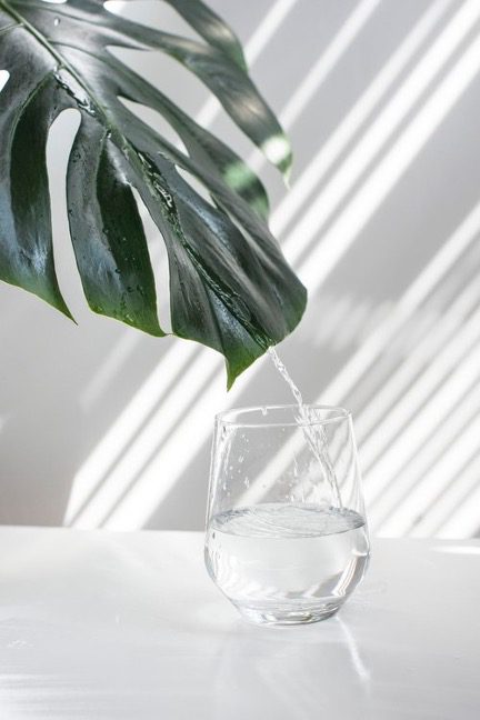 Water running down a monstera leaf into a clear glass represents the WELL water concept